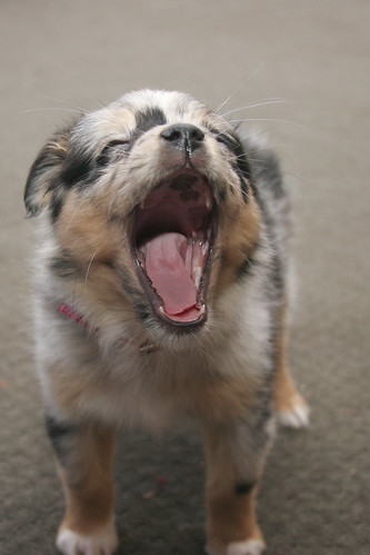 Yawn! (by JnL)