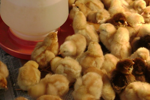 Baby chicks at Misty Meadows Farm