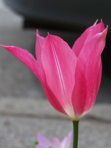 Sweet Life Tulip