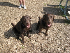 Dakota & Cheyenne at dog park