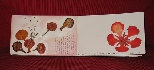 Gulmohar Flowers in sketch journal