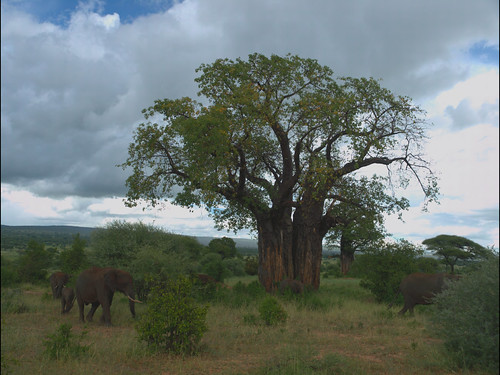 En busca de la gran migración - Blogs de Tanzania - Segundo dia de viaje : Llegada a la selva. Tarangire (6)