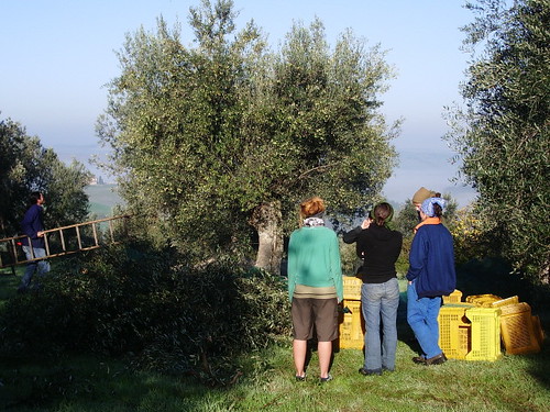 morning olive picking