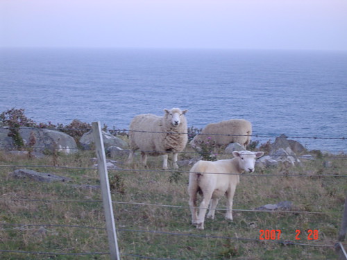 Sheep@ Otago Peninsula