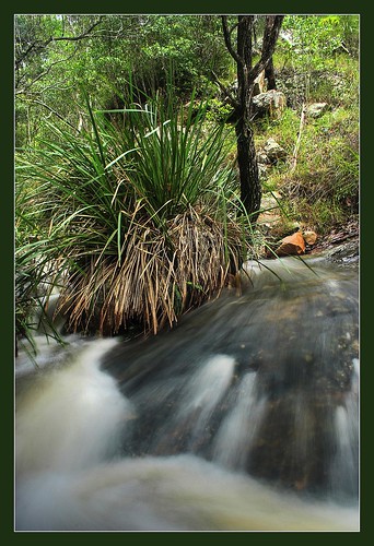 Stream at Mount Coot-tha