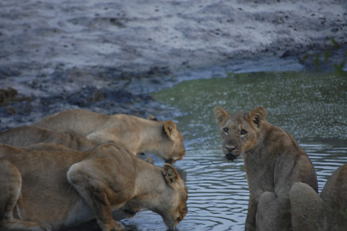 a cub and its pride drink at a watering hole