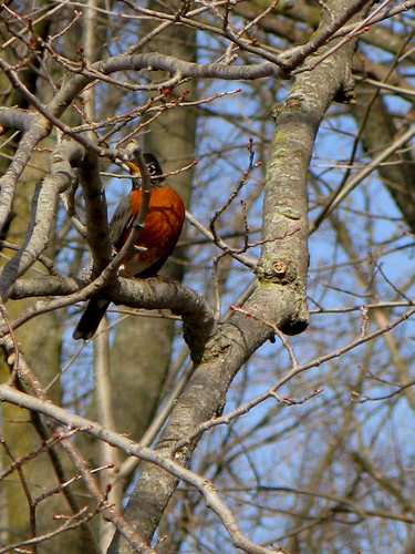 Robin in the Tree