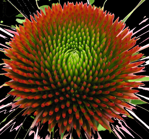 Fibonacci Spiral (echinacea) by David Lee Tiller