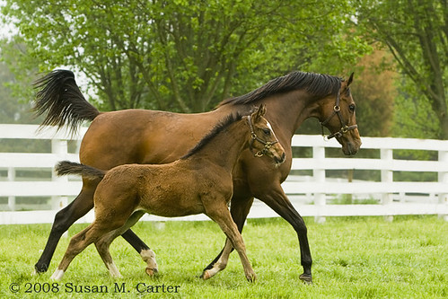 Thoroughbred mare and foal location: Virginia photographer: Susan M. Carter 