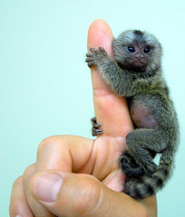 Baby marmoset 