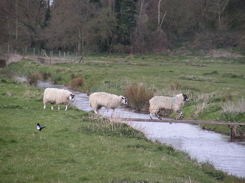 clever sheep  sheep crossing a bridge