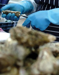 Oysters being prepared