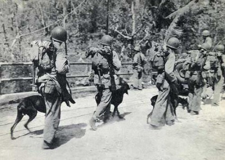 wdddguam72Doberman_Marine_War_Dog_Devil_Dogs_at_Guam_WWII_Photo