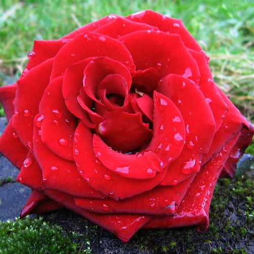 Valentine rose on flickr
