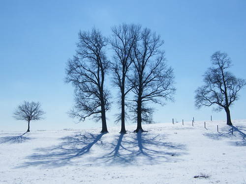 Images Of Trees In Winter. Winter Trees
