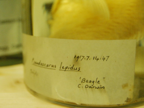 Pseudoscarus lepidus