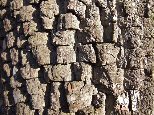 Persimmon bark (Diospyros virginiana)