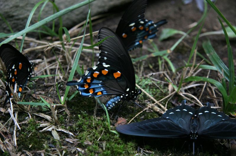 Butterfly convention 2
