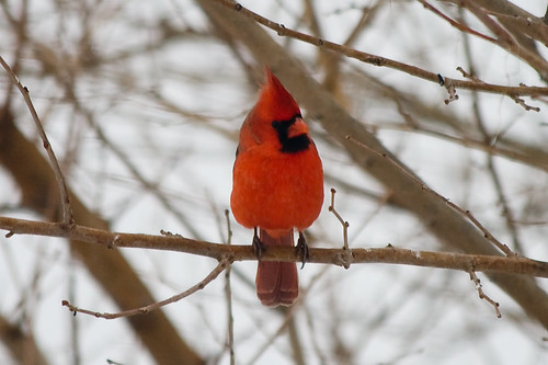 Cardinal, looking left
