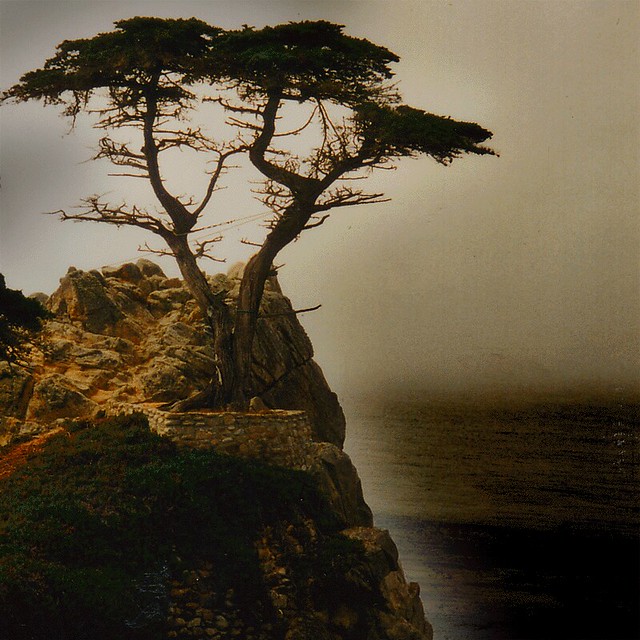 pebble beach lone cypress usa photo