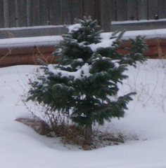 Little Tree in Snow