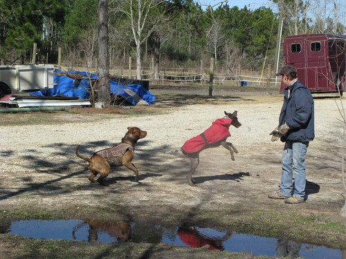 Renee and the pooches in Slidell, Louisiana, USA
