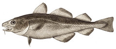 Atlantic Cod (photo from Wikipedia)