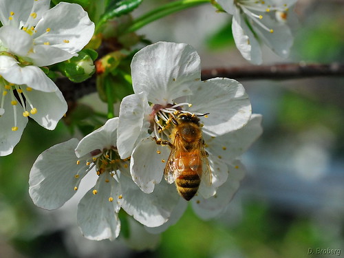 Honeybee on Cherry Blossom