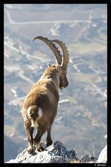 Le roi des c�mes (Capra ibex)