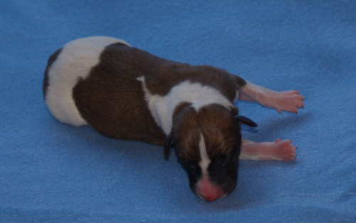 Animagi Welpen (Whippet) / puppys; 1 day old; Rüde2