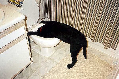 Dog in toilet.jpg