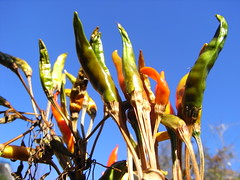 Plants with the blue sky