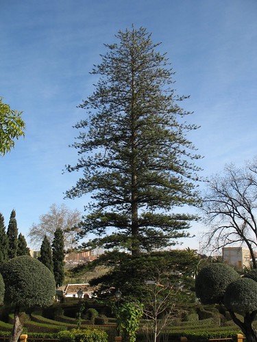 Large Norfolk Pine tree