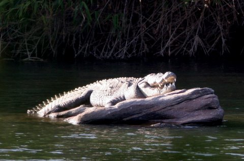 croc...large one ranganathittu 040108