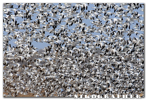 (A ton of) Snow Geese @ Blackwater National Wildlife Refuge, Maryland (3 pix)