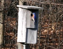 female eastern bluebird