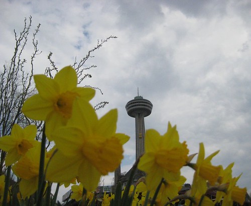 Daffodil Days