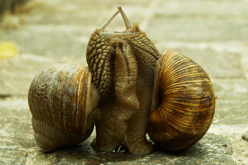 Photo of mating shells on the beach sand