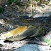 Siamese Crocodile - Crocodylus siamensis