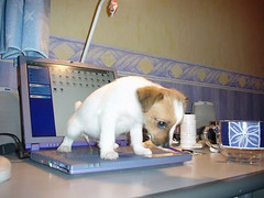 laptop puppy