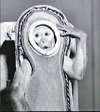Sam the Astronaut Monkey