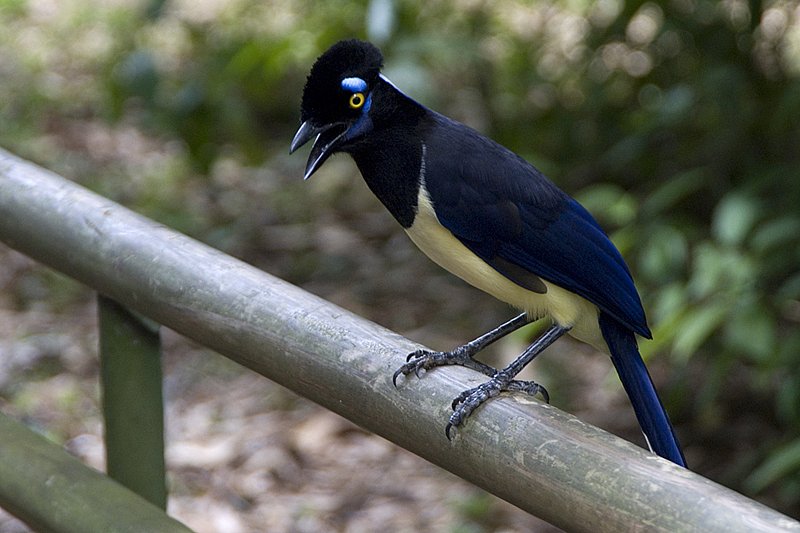 Iguazu Bird