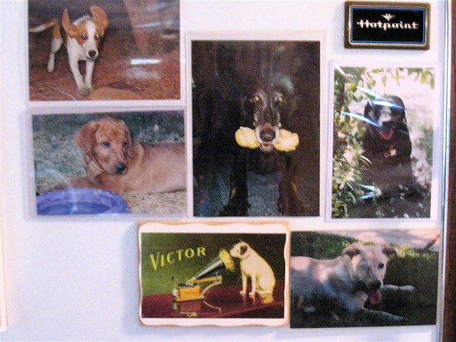 Fridge Dog Fame Wall