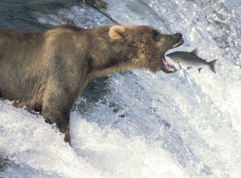 Bear Fishing