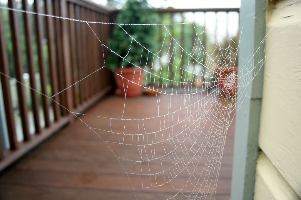 Spiders Web Deck _20071107_9_1