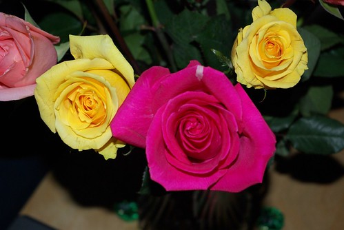 2007-12-07 AMEX Roses (3)