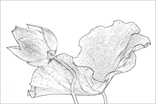 Lotus Flower Sketch Pencil Drawing Photo Based Photo by Bahman Farzad