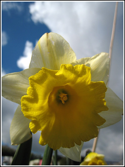 Daffodil; copy