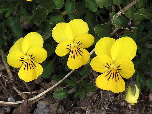 Missouri Botanical (Shaw's) Garden, in Saint Louis, Missouri, USA - yellow flower 3
