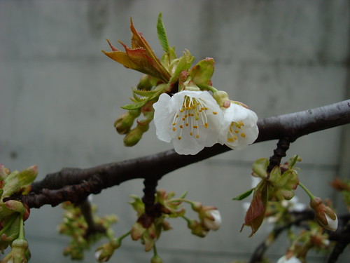Cerisier après pluie-1
